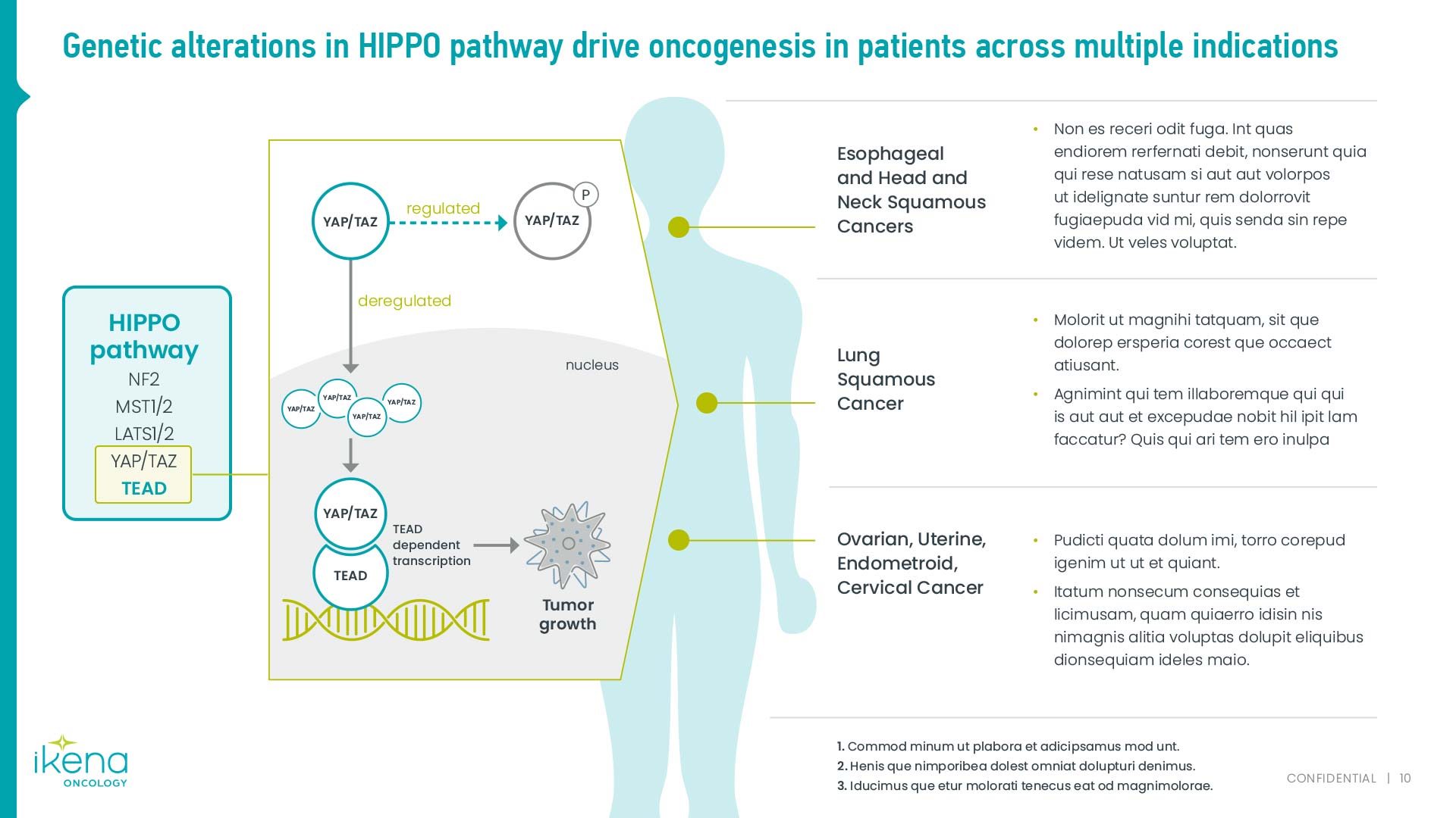 This slide illustrates how genetic alterations in the HIPPO pathway drive oncogenesis across multiple cancer indications, including Esophageal and Head and Neck Cancers, Lung Squamous Cancer, and Ovarian, Uterine, Endometrial, and Cervical Cancer. It depicts the regulated and deregulated HIPPO pathway, leading to YAP/TAZ dependent transcription and tumor growth.