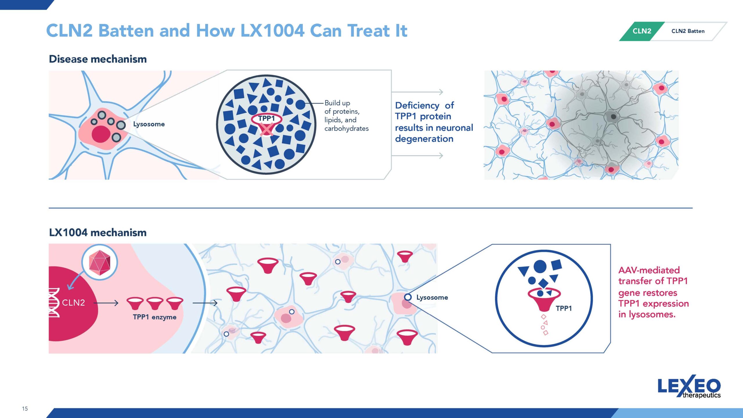 An illustrative slide explaining the disease mechanism of CLN2 Batten and how Lexeo Therapeutics' LX1004, an AAV-mediated transfer of TPP1 gene, aims to treat it by restoring TPP1 expression in lysosomes.