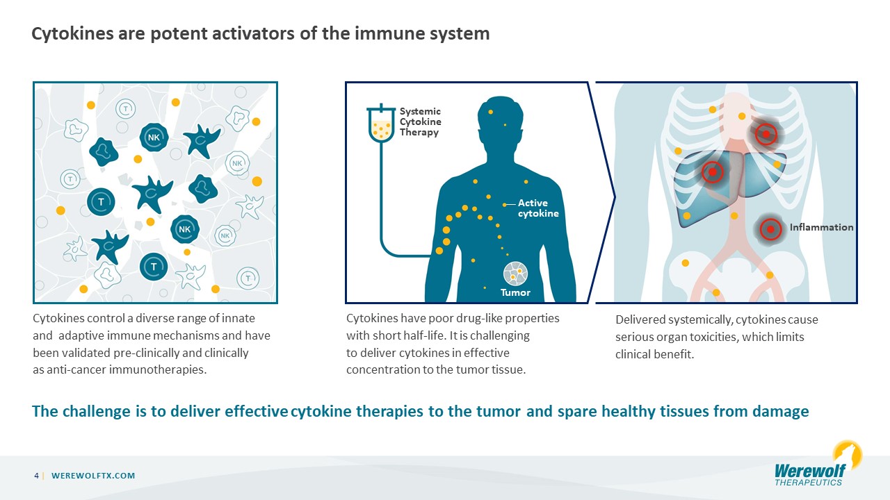 This slide explains that cytokines are potent activators of the immune system but are challenging to deliver effectively due to systemic toxicities. It shows the systemic delivery of cytokines leading to inflammation in healthy tissues, highlighting the problem Werewolf Therapeutics aims to solve.