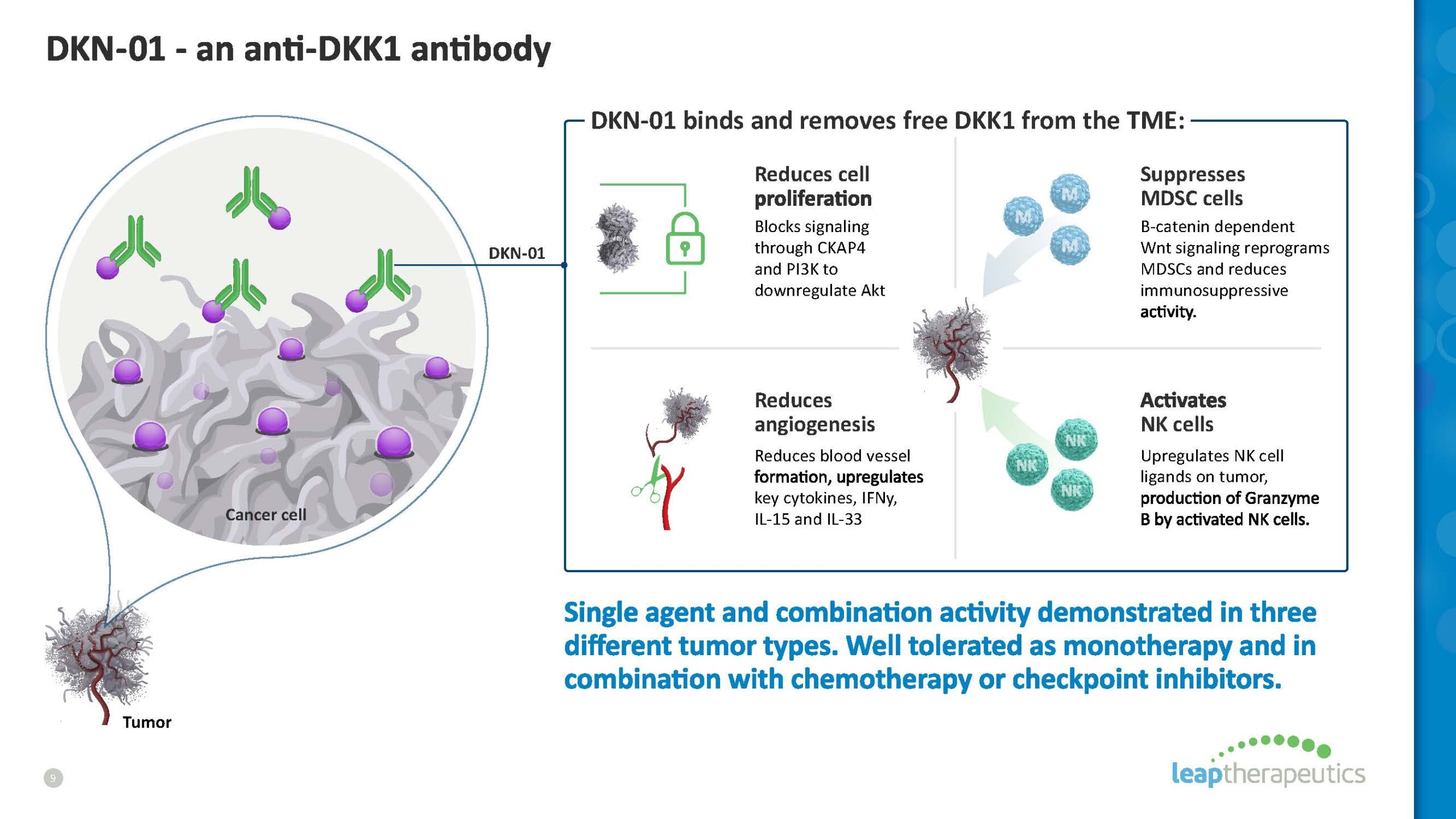 This illustration details how DKN-01, Leap Therapeutics' anti-DKK1 antibody, binds to and removes free DKK1 from the tumor microenvironment (TME). It depicts the downstream effects, including reduced cell proliferation and angiogenesis, suppression of MDSC cells, and activation of NK cells.