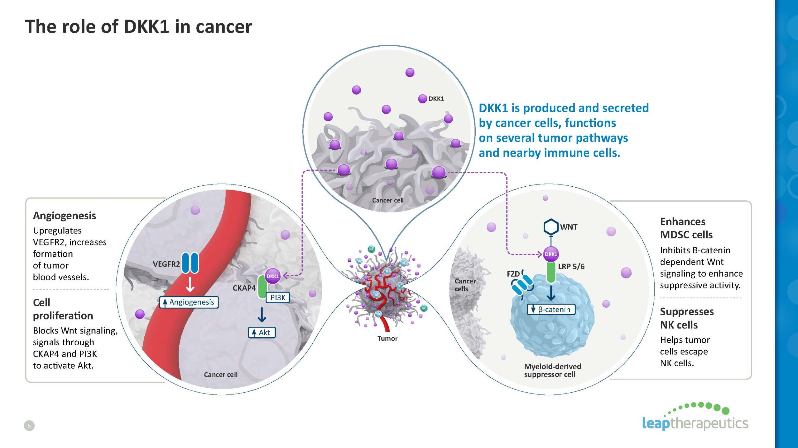 This graphic illustrates the role of DKK1 in cancer, explaining how it is produced by cancer cells and functions on various tumor pathways and nearby immune cells, affecting angiogenesis, cell proliferation, MDSC cells, and NK cells. This comes from Leap Therapeutics to explain the rationale for targeting DKK1 with DKN-01.