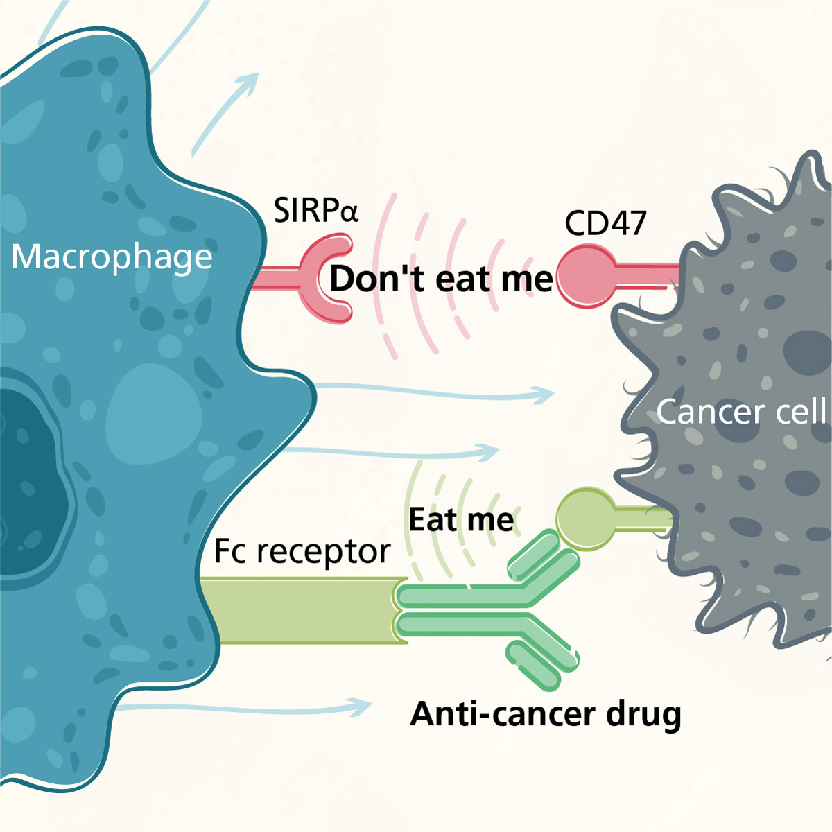 CD47-MOA-ALX-oncology