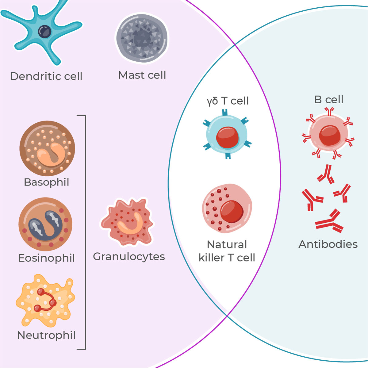 immune-cells-illustration