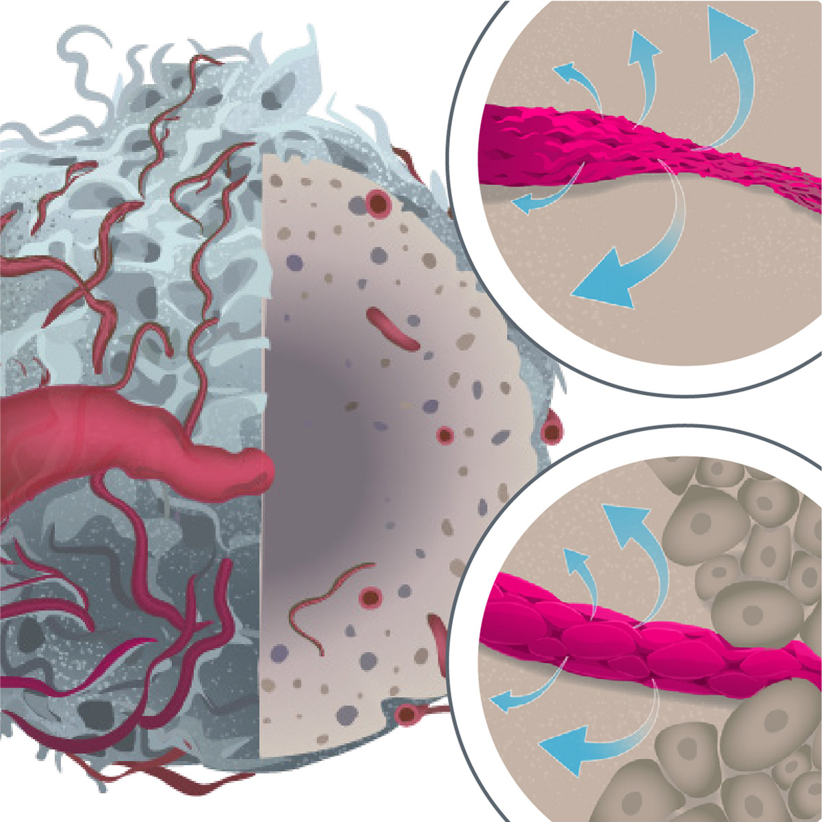 oncology-tumor-blood-flow-illustration