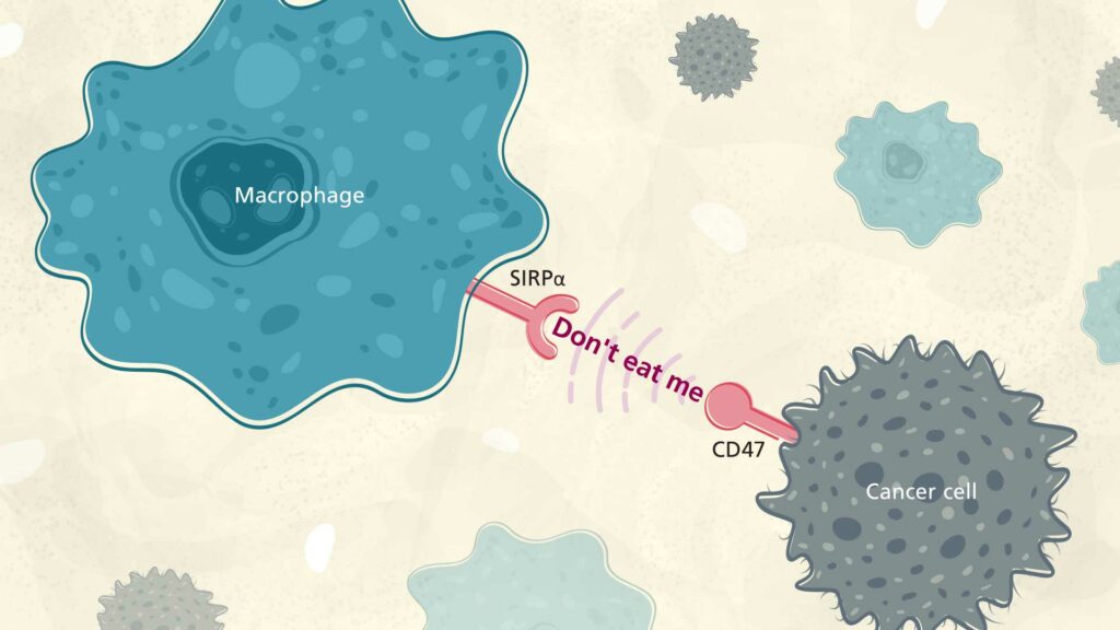 This close-up illustration depicts the basal state interaction between a macrophage and a cancer cell. The cancer cell expresses CD47, which binds to SIRPα on the macrophage, sending a 'don't eat me' signal and inhibiting phagocytosis.2 This illustrates the checkpoint that ALX Oncology aims to block.
