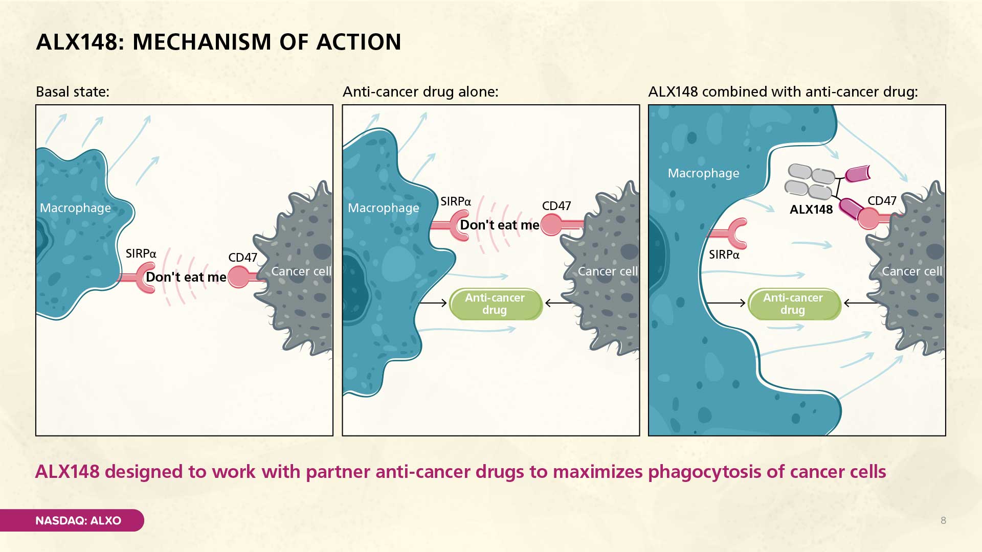This series of illustrations explains ALX148's mechanism of action. It shows the basal state where CD47 on a cancer cell signals 'don't eat me' to a macrophage via SIRPα. Then, it depicts an anti-cancer drug alone. Finally, it shows how ALX148 combined with an anti-cancer drug blocks the CD47 signal, allowing the macrophage to phagocytose the cancer cell.