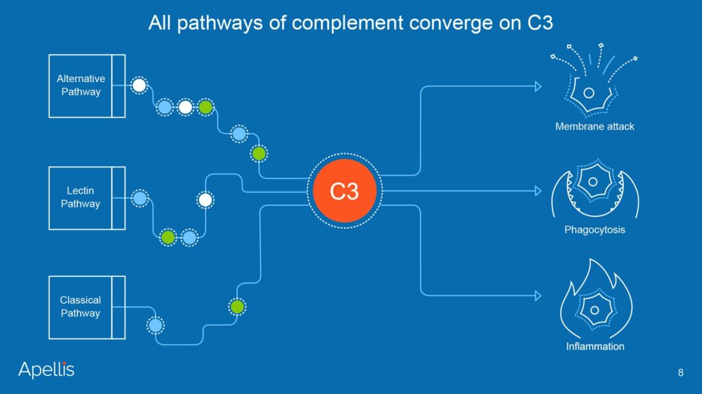 This diagram illustrates the central role of C3 in the complement cascade, a key part of the immune system. It shows how the Alternative Pathway, Lectin Pathway, and Classical Pathway all converge on C3, leading to downstream effects like membrane attack, phagocytosis, and inflammation. This highlights the target of Apellis's therapeutic development.