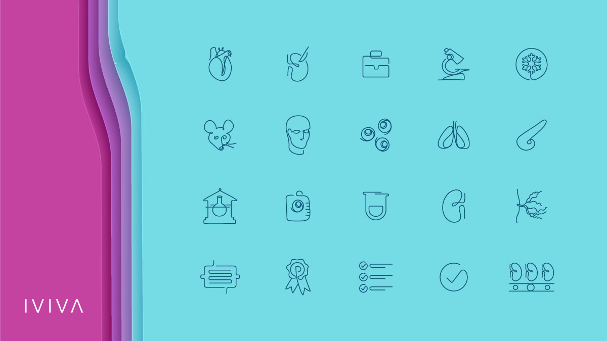 A slide showcasing a variety of line icons, likely part of Iviva Medical's branding. These icons represent different aspects of biology, medicine, and research, such as a heart, DNA strand, briefcase (representing the company), microscope, leaf (possibly representing natural processes), a mouse, a human head, cells, lungs, a bone, a petri dish, a vial, a test tube, a stylized 'G' (potentially for growth or engineering), and a branching structure (perhaps representing vessels or tissues). The color scheme features teal and purple accents, aligning with Iviva's visual identity.