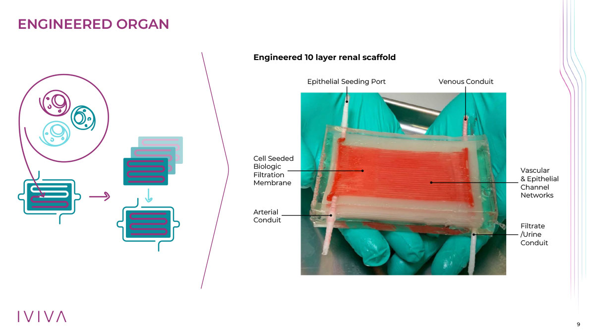 This graphic details an 'Engineered Organ,' specifically an 'Engineered 10 layer renal scaffold.' It includes a diagram showing the process of cell seeding onto a biologic filtration membrane within a scaffold with arterial and venous conduits, an epithelial seeding port, and a filtrate/urine conduit. An image shows a physical representation of this engineered scaffold.