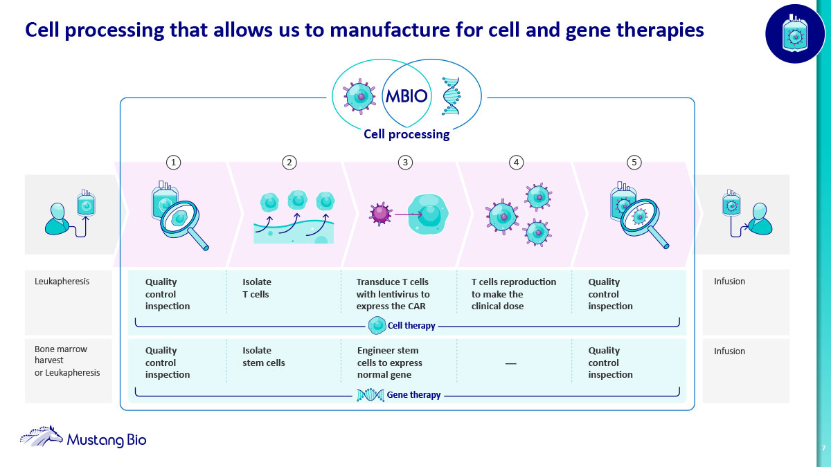 This infographic illustrates the cell processing steps involved in manufacturing cell and gene therapies, which is central to Mustang Bio's work. It shows the processes of leukapheresis or bone marrow harvest, quality control, cell isolation (T cells or stem cells), transduction or engineering, cell reproduction, and final infusion.