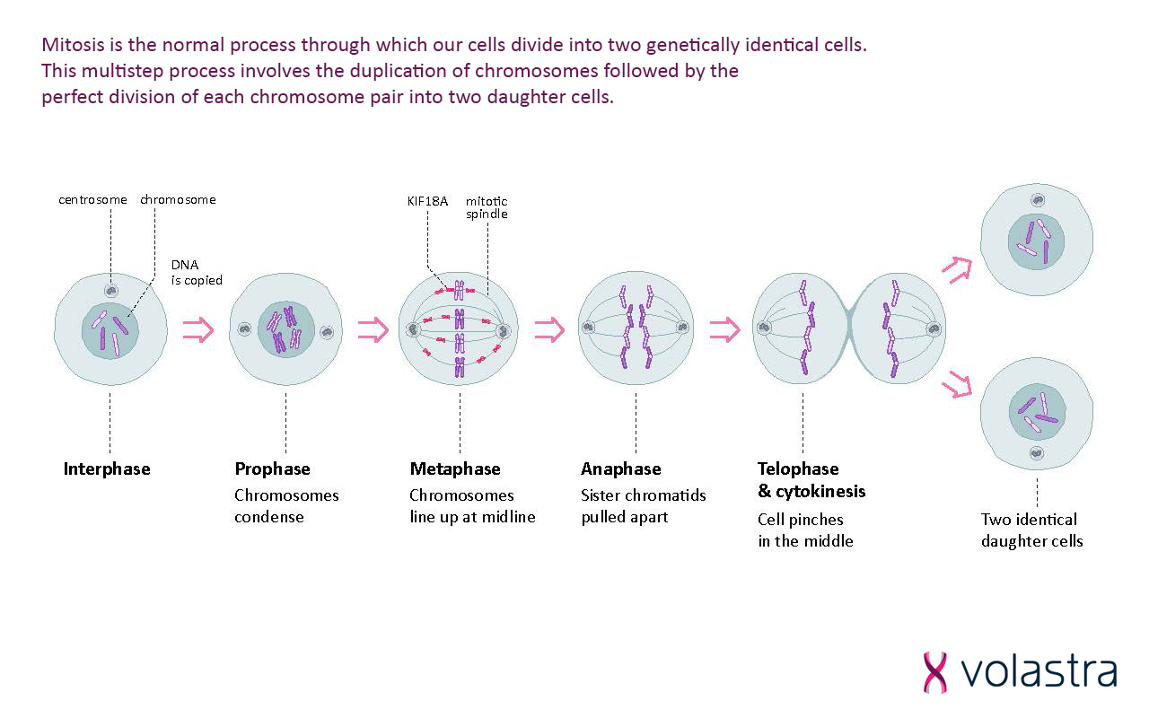 This slide illustrates the process of mitosis, the normal cell division process resulting in two genetically identical daughter cells. It details the stages: Interphase (DNA is copied), Prophase (chromosomes condense), Metaphase (chromosomes align), Anaphase (sister chromatids separate), and Telophase & Cytokinesis (cell divides). This foundational biological process is relevant to Volastra's focus on errors in cell division in cancer.