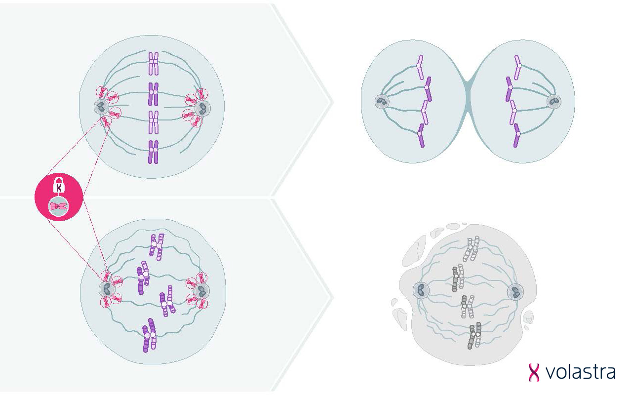 This image depicts the role of KIF18A or related mechanisms in chromosomal instability (CIN). The top panel shows a normal metaphase plate, while the bottom panel illustrates misaligned chromosomes, potentially due to errors in spindle dynamics. An inset highlights a chromosome with potential issues at the kinetochore. This visual emphasizes the CIN aspect of Volastra's research.