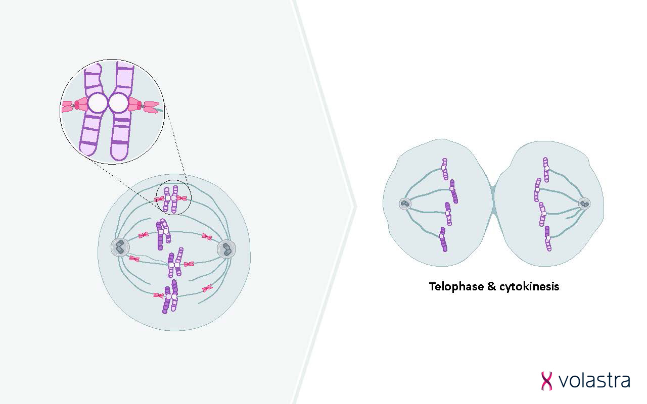 This image focuses on the Telophase and Cytokinesis stage of cell division. The left panel shows a cell in metaphase with chromosomes aligned, and an inset highlights a chromosome. The right panel shows an abnormal Telophase/Cytokinesis, possibly illustrating how errors at this stage can contribute to CIN.