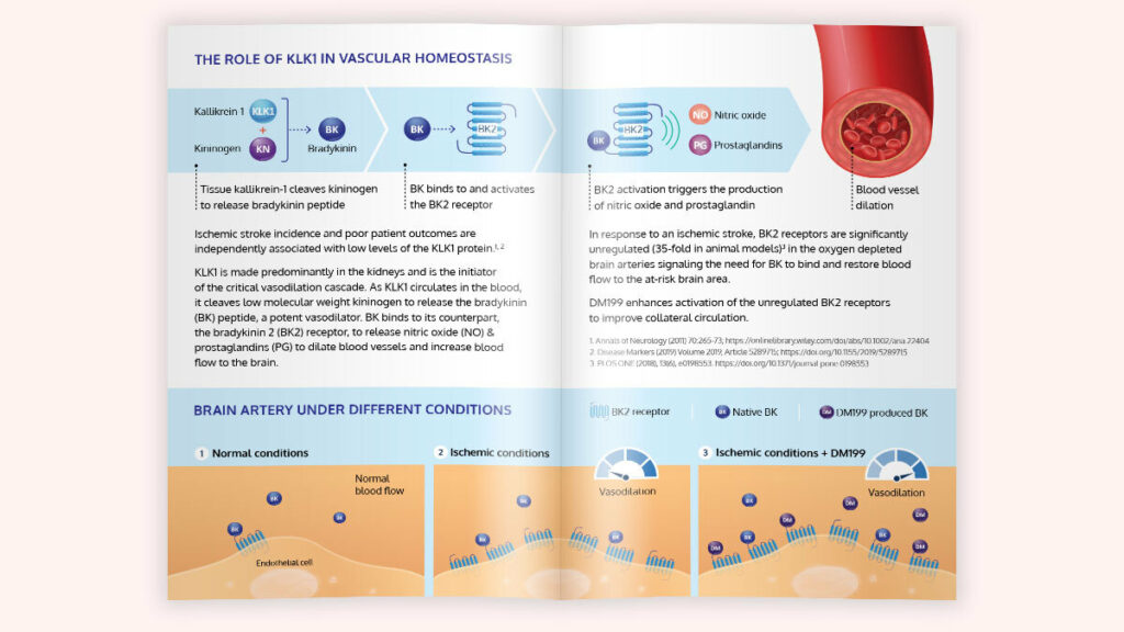 This booklet for Diamedica Therapeutics, illustrates the role of Kallikrein 1 (KLK1) in vascular homeostasis. It details the pathway leading to Bradykinin (BK) production, its binding to the BK2 receptor, and the subsequent production of nitric oxide and prostaglandins, leading to blood vessel dilation. The pages also show how DM199 enhances this pathway in ischemic conditions to improve collateral circulation in the brain.