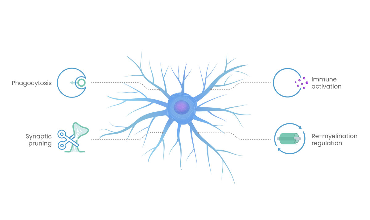 An abstract illustration representing interactions within the central nervous system, used by Myrobalan Therapeutics to visualize concepts like phagocytosis, synaptic pruning, immune activation, and re-myelination regulation.