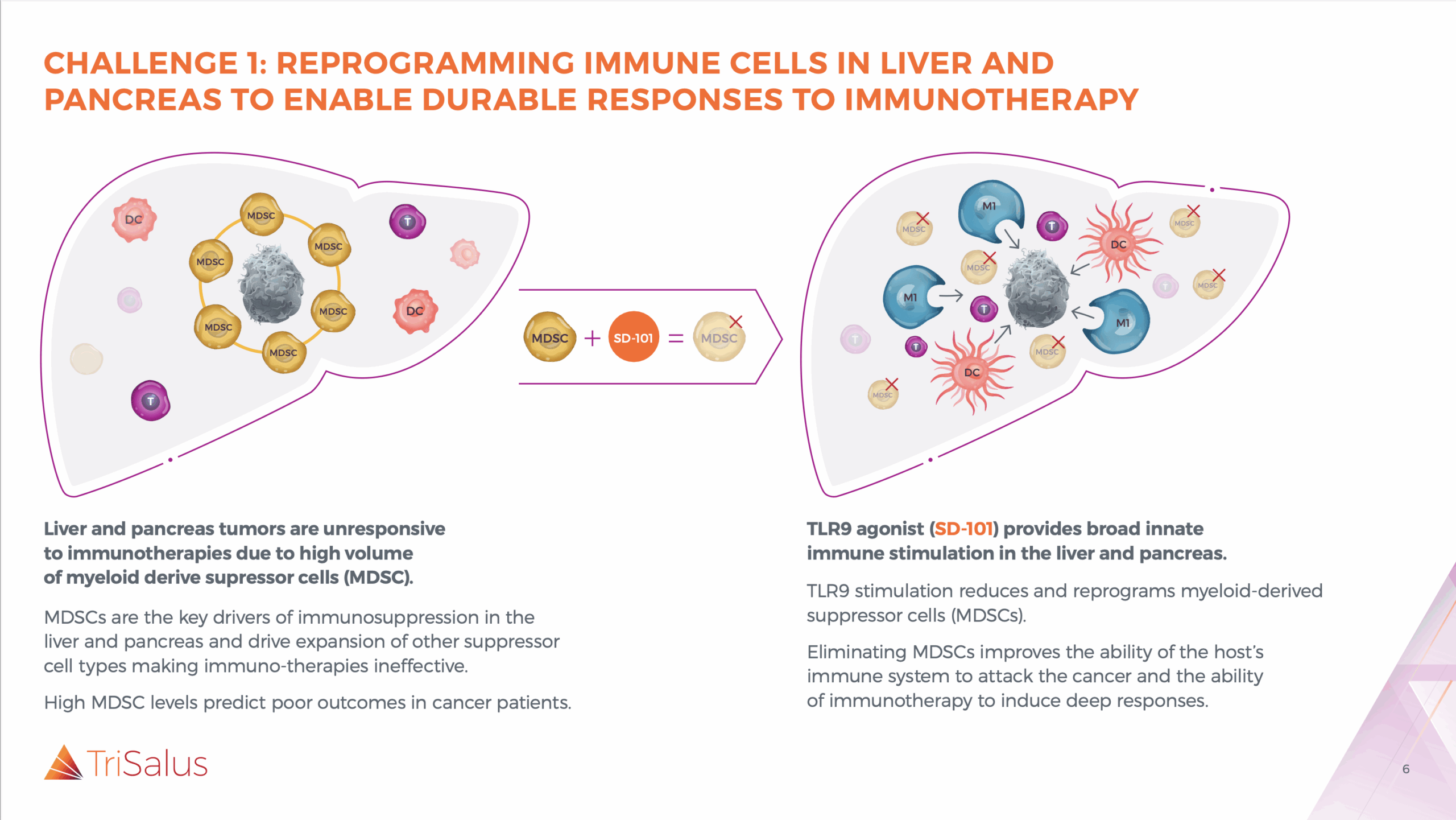 This slide from Trisalus outlines the challenge of reprogramming immune cells in liver and pancreas tumors to enable durable responses to immunotherapy. It illustrates how myeloid-derived suppressor cells (MDSCs) contribute to an immunosuppressive environment, and how their TLR9 agonist (SD-101) aims to overcome this by promoting innate immune stimulation and reducing MDSCs.