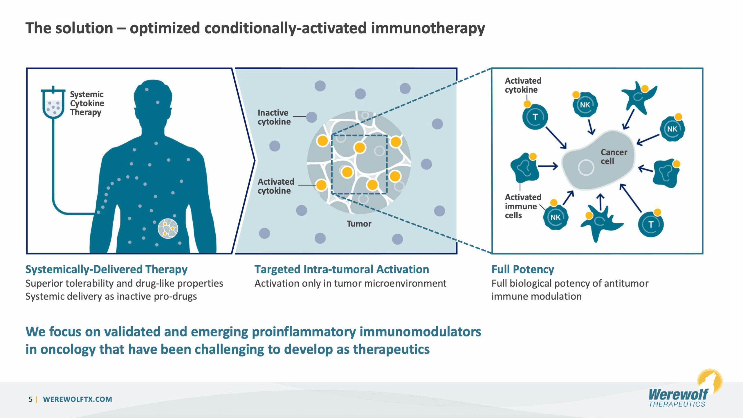 This slide illustrates Werewolf Therapeutics' solution of optimized conditionally-activated immunotherapy. It contrasts systemically-delivered therapy with targeted intra-tumoral activation of cytokines within the tumor microenvironment, leading to full biological potency of antitumor immune modulation with activated T cells and NK cells targeting a cancer cell.